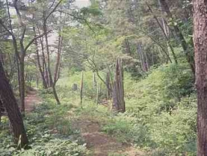 写真：ヒバの埋没林