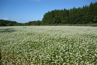 写真-そばの花が満開2