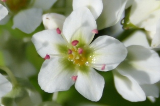 写真-そばの花が満開4