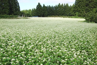 写真-そばの花が満開1